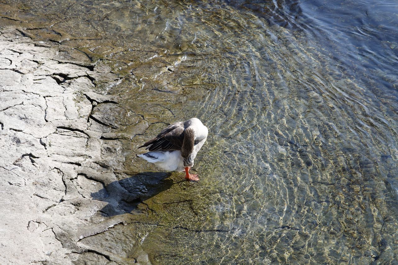 HIGH ANGLE VIEW OF BIRD ON ROCK