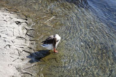 High angle view of bird on rock in lake