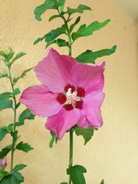 Close-up of pink flowers