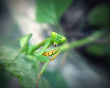 Close-up of insect on leaf