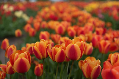 Close-up of orange tulips on field