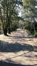 Road passing through forest