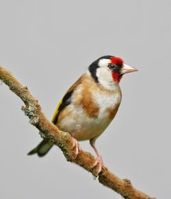 Goldfinch on a small branch