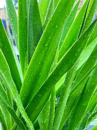 Full frame shot of wet plant