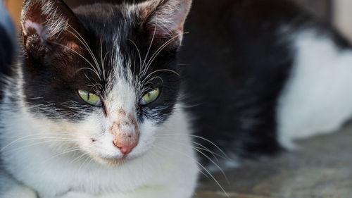 Close-up portrait of a cat