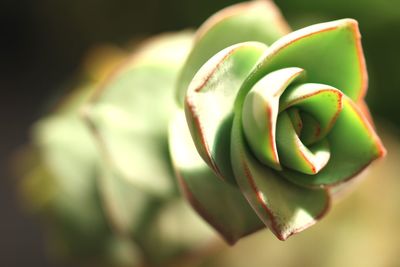 Close-up of succulent plant