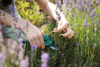 Young girl cuts lavender with secateurs. gardening concept 