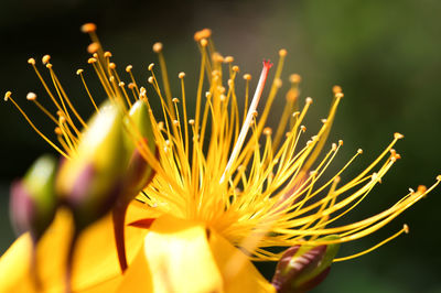 Close-up of flowering plant