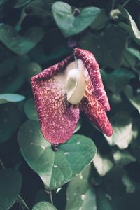 Close-up of flower in water