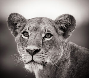 Close-up portrait of a cat