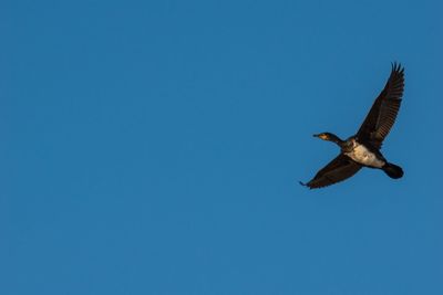 Low angle view of eagle flying against clear blue sky