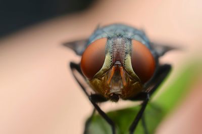 Close-up of insect on leaf