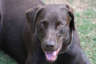 Close-up portrait of dog