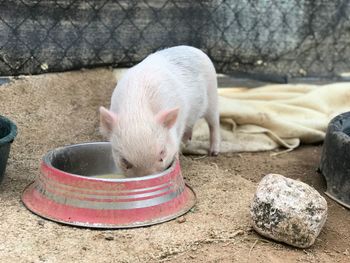 Close-up of white horse