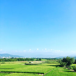 Scenic view of agricultural field against blue sky