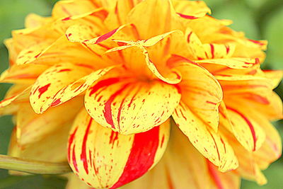 Close-up of yellow flower