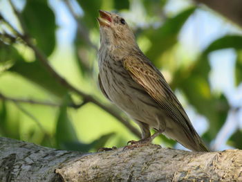 Close-up of bird perching on tree