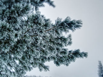 Low angle view of trees against clear sky