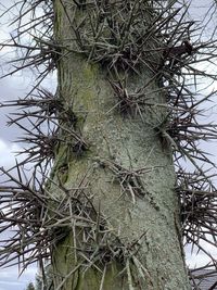 Low angle view of tree against sky