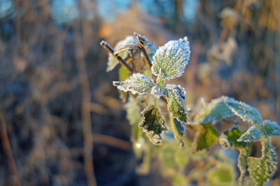 Close-up of frozen plant