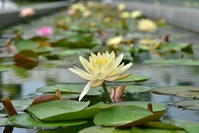 Close-up of lotus water lily in lake