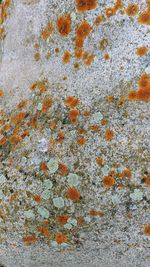 Full frame shot of lichen on rock