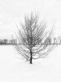 Bare trees on snow covered landscape