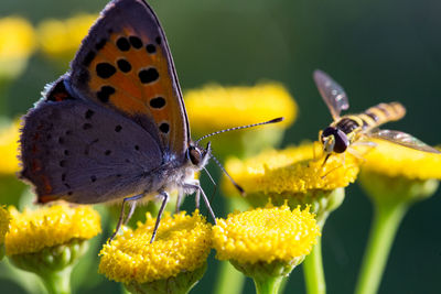 Close-up of butterfly pollinating on yellow flower