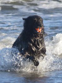 Portrait of black dog in water