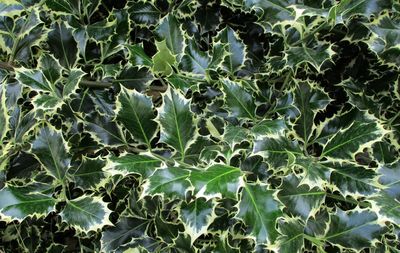 Full frame shot of plants