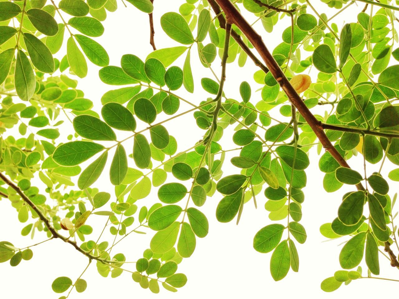 leaf, low angle view, branch, growth, green color, tree, nature, close-up, beauty in nature, clear sky, leaf vein, twig, freshness, leaves, day, no people, green, plant, outdoors, tranquility