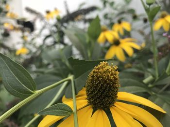 Close-up of yellow flowering plant