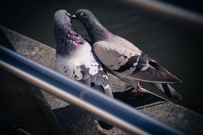 High angle view of pigeons on concrete wall during sunny day