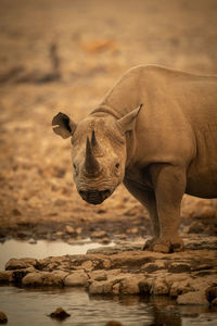 Close-up of black rhino by rocky waterhole