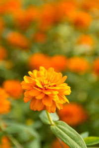 Close-up of orange marigold flower