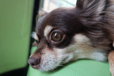 Close-up portrait of dog at home