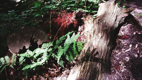 Plants growing on tree trunk