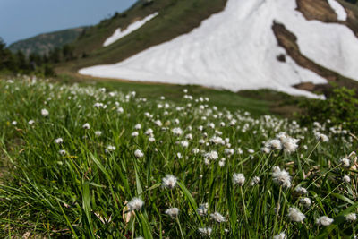 Close-up of white flowering plants on land