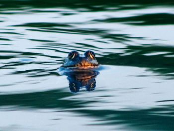 High angle view of duck swimming in lake