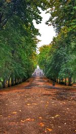 Footpath along trees