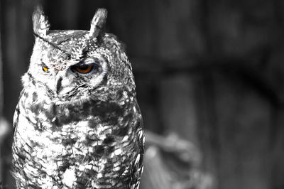 Close-up of bird