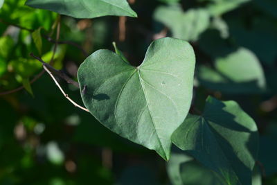 Close-up of fresh green leaves