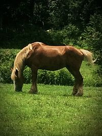 Side view of horse grazing on grassy field