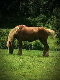 Side view of horse grazing on grassy field