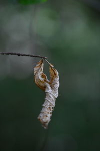 Close-up of dry plant hanging outdoors