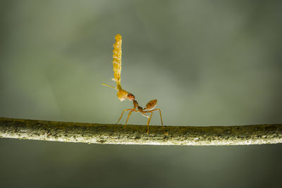 Close-up of insect