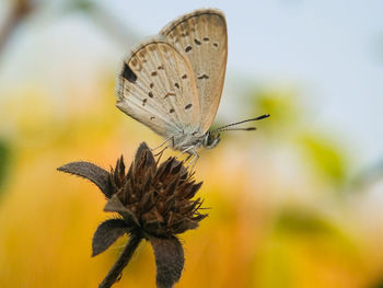 Close-up of butterfly pollinating on flower