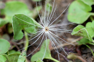 Close-up of plant against blurred background