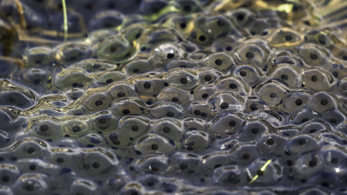 Close-up on frogspawn.