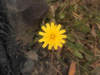 Close-up of yellow flower